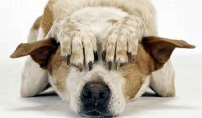 Botti a capodanno: ecco come aiutare i nostri animali ad avere meno paura