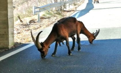 Curiosità: stambecchi leccano il sale gettato lungo la strada