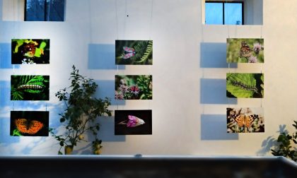 La mostra MicroMacro arriva al museo di Meina