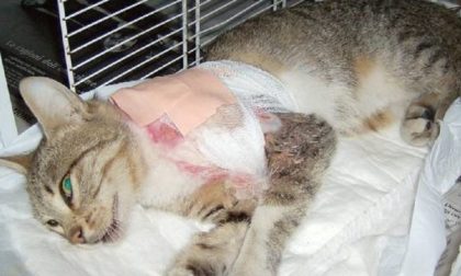Fucilata al gatto della vicina: rischia di pagare 40mila euro