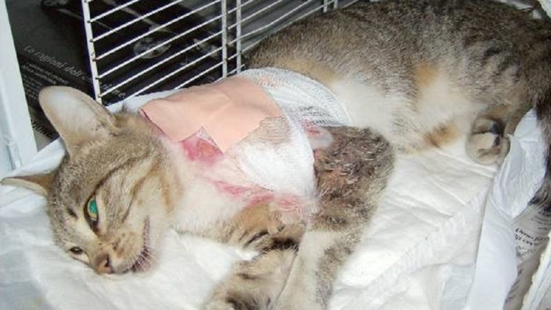 Fucilata al gatto della vicina: rischia di pagare 40mila euro