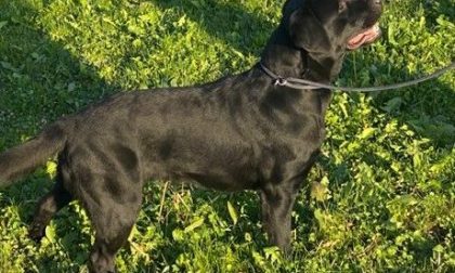 Novara, alla Polizia locale arriva Heidi