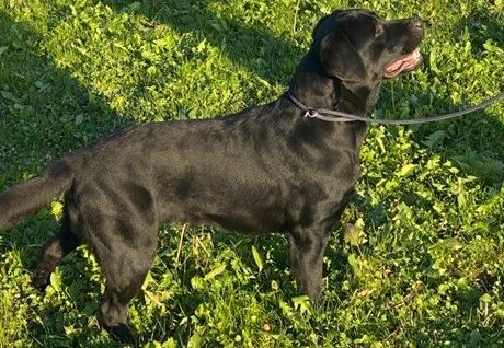 Novara, alla Polizia locale arriva Heidi