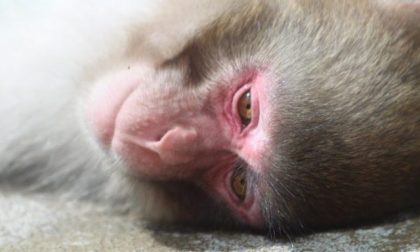 Esperimenti sulle scimmie: liberati nove macachi