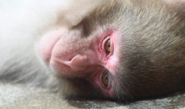 Esperimenti sulle scimmie: liberati nove macachi