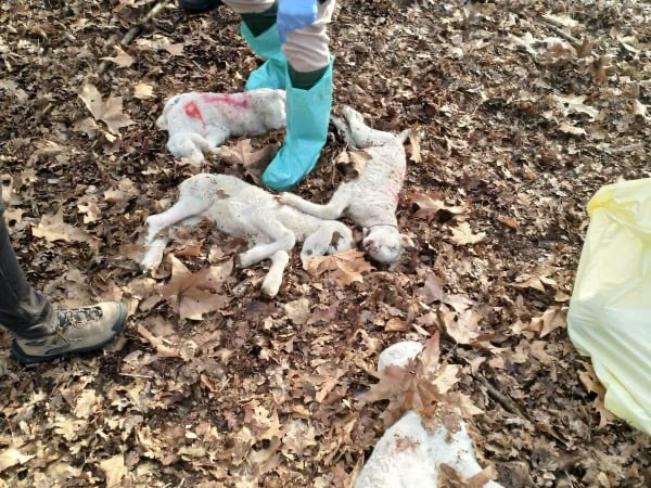 Gregge attaccato a Castelletto Ticino, il pastore “Ho visto un lupo”