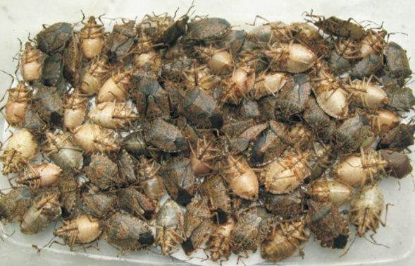 La Regione Piemonte cerca cimici asiatiche da allevamento..e non è uno scherzo!