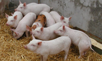 Sequestro di carni suine cinesi, Coldiretti vuole l’etichettatura per salumi e trasformati