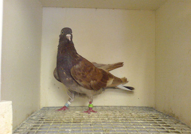 Confagricoltura: “I piccioni attaccano le coltivazioni, serve selezione”