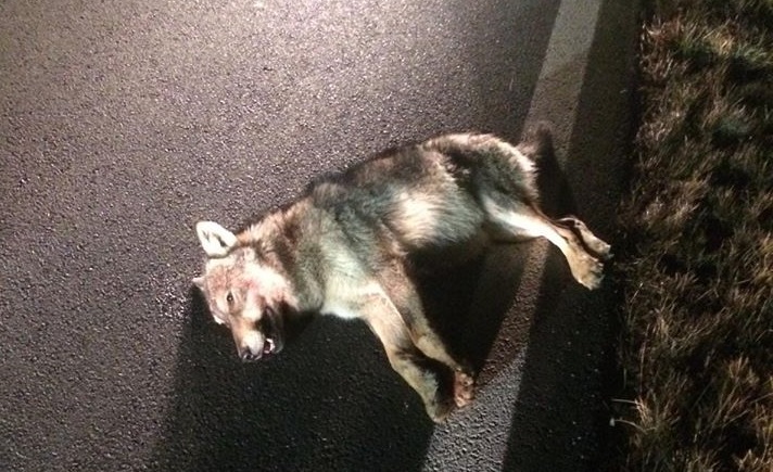 Lupo morto: è il sesto trovato in Piemonte