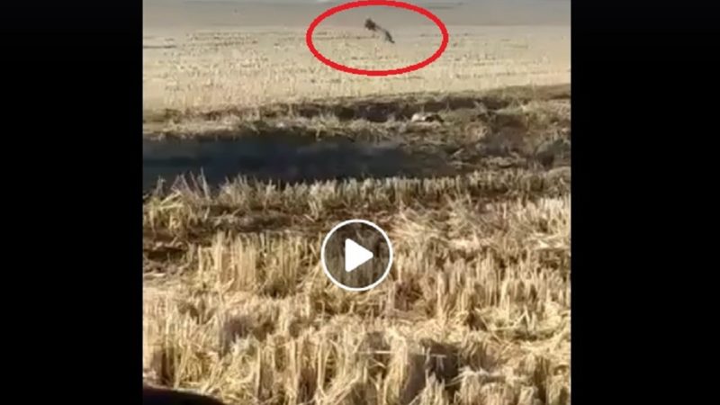 Lupo filmato nelle risaie vercellesi | VIDEO