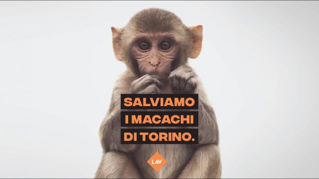 Macachi liberi torna a protestare contro il progetto “Light up” che vede coinvolta l’Università di Torino