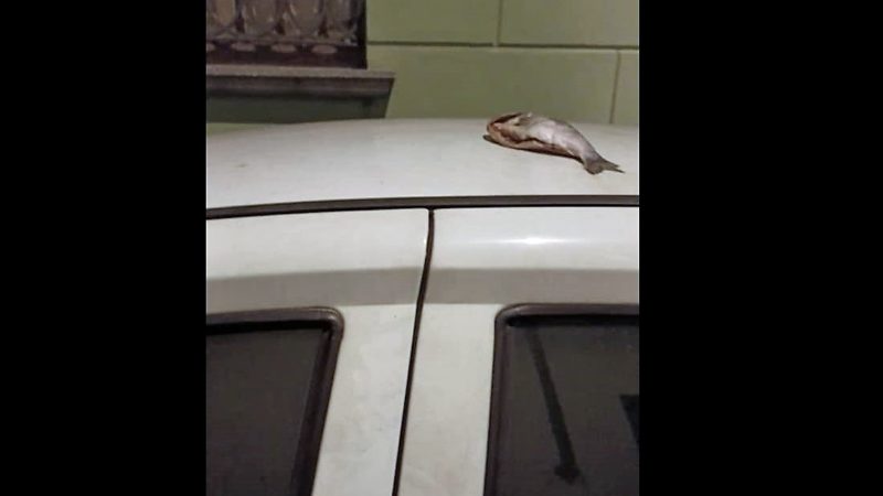 Pesce morto e uova marce contro l’auto: vittima la presidente Arcigay Vercelli Valsesia