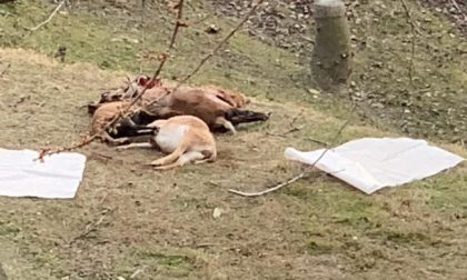 Pecore sbranate in collina: è ancora allarme lupi