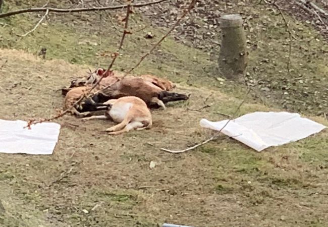 Pecore sbranate in collina: è ancora allarme lupi