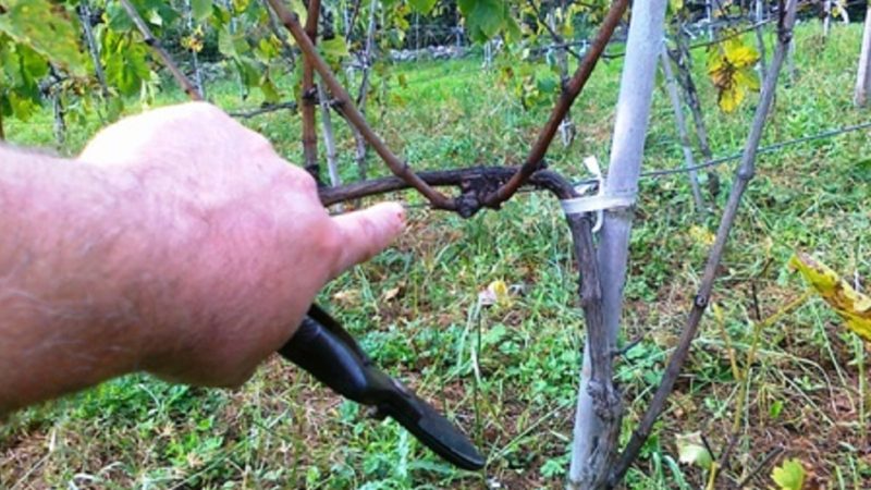 Suno vandali devastano vigneto