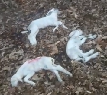 Autopsia dell’Asl conferma: in zona Beati a Castelletto c’era un lupo