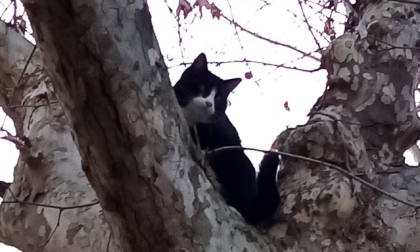 Gatto sull'albero: la polizia locale salva Pippo a Castelletto