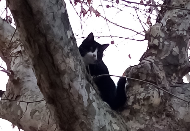 Gatto sull’albero: la polizia locale salva Pippo a Castelletto