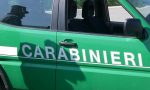 Controlli sui cacciatori: sequestrate trappole illegali e munizioni proibite