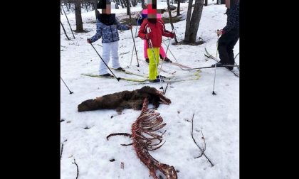 Animale sbranato vicino alla pista di fondo: foto choc a Riva Valdobbia