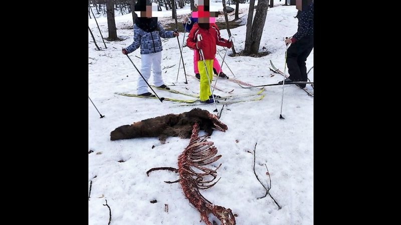Animale sbranato vicino alla pista di fondo: foto choc a Riva Valdobbia