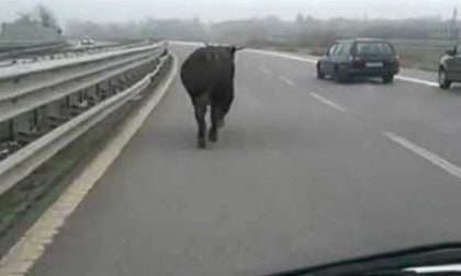 Autostrada deserta: mucche a spasso sulla Torino Bardonecchia