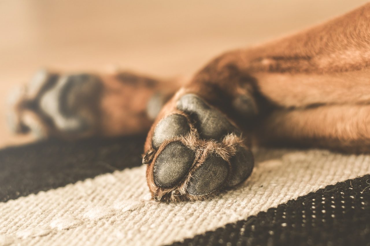 Vivi Piemonte: dov’è finito il divieto di tenere il cane a catena annunciato da Cirio?