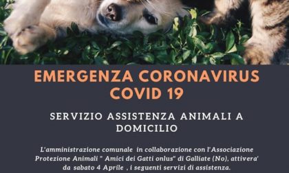 Arona da oggi attivo l'aiuto per chi ha animali domestici