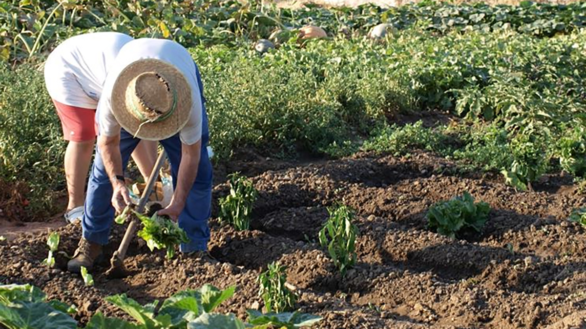 Cura dell’orto, via libera agli spostamenti anche fra regioni