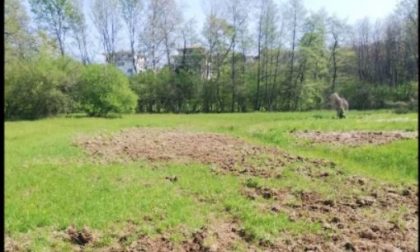 Cinghiali nei campi: protestano gli agricoltori ad Agrate Conturbia