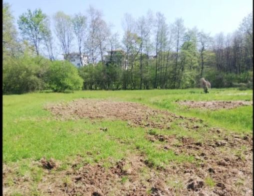 Cinghiali nei campi: protestano gli agricoltori ad Agrate Conturbia