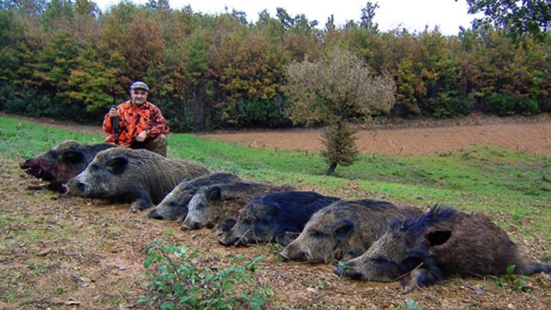 Caccia al cinghiale riparte: il via libera della Regione