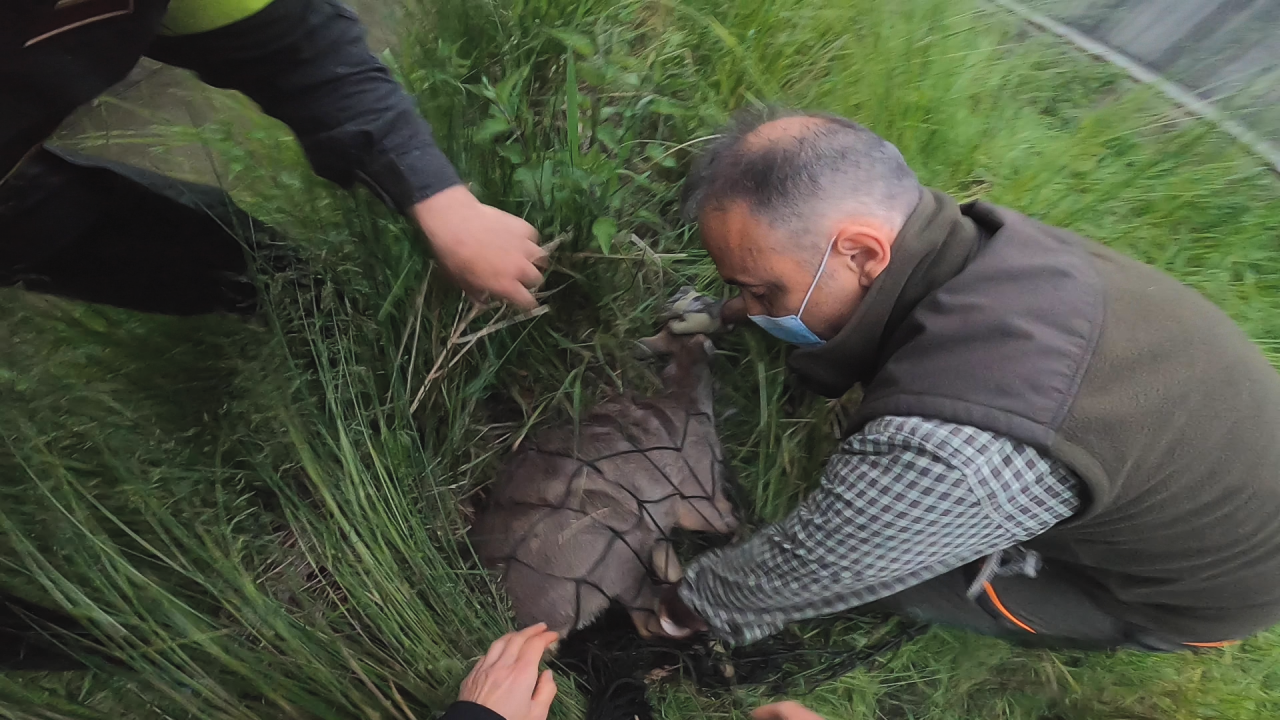 Spettacolare soccorso del Rifugio Miletta di una capriola caduta in un canale a Galliate