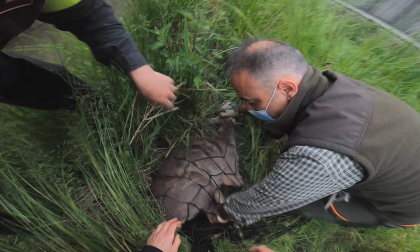 Spettacolare soccorso del Rifugio Miletta di una capriola caduta in un canale a Galliate