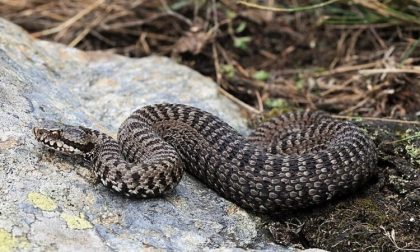 30enne morso da una vipera: portato in codice rosso a Borgomanero