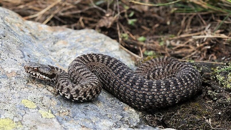 30enne morso da una vipera: portato in codice rosso a Borgomanero