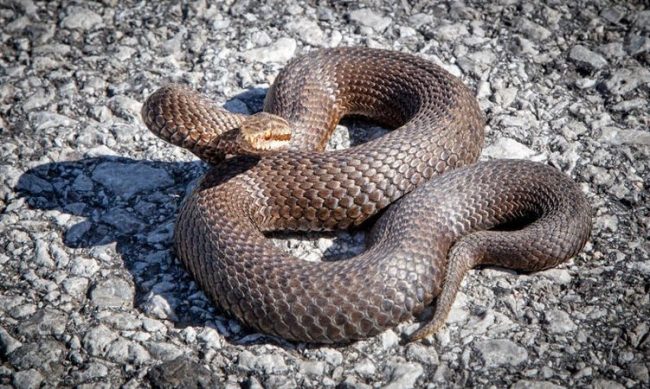 Parco del Ticino: ecco come comportarsi se si incontra una vipera