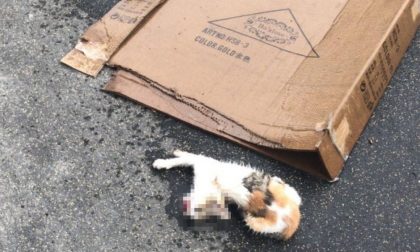 Bimbo di 5 anni lancia una gattina di tre mesi dal balcone