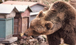 Orso goloso distrugge arnie a pochi passi dalle case in Ossola