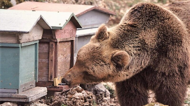 Orso goloso distrugge arnie a pochi passi dalle case in Ossola