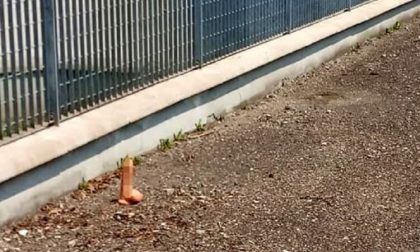Guardie ambientali chiamate a recuperare un sex toy
