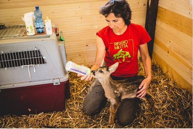 Rifugio Miletta: “Non toccate i cuccioli di capriolo”