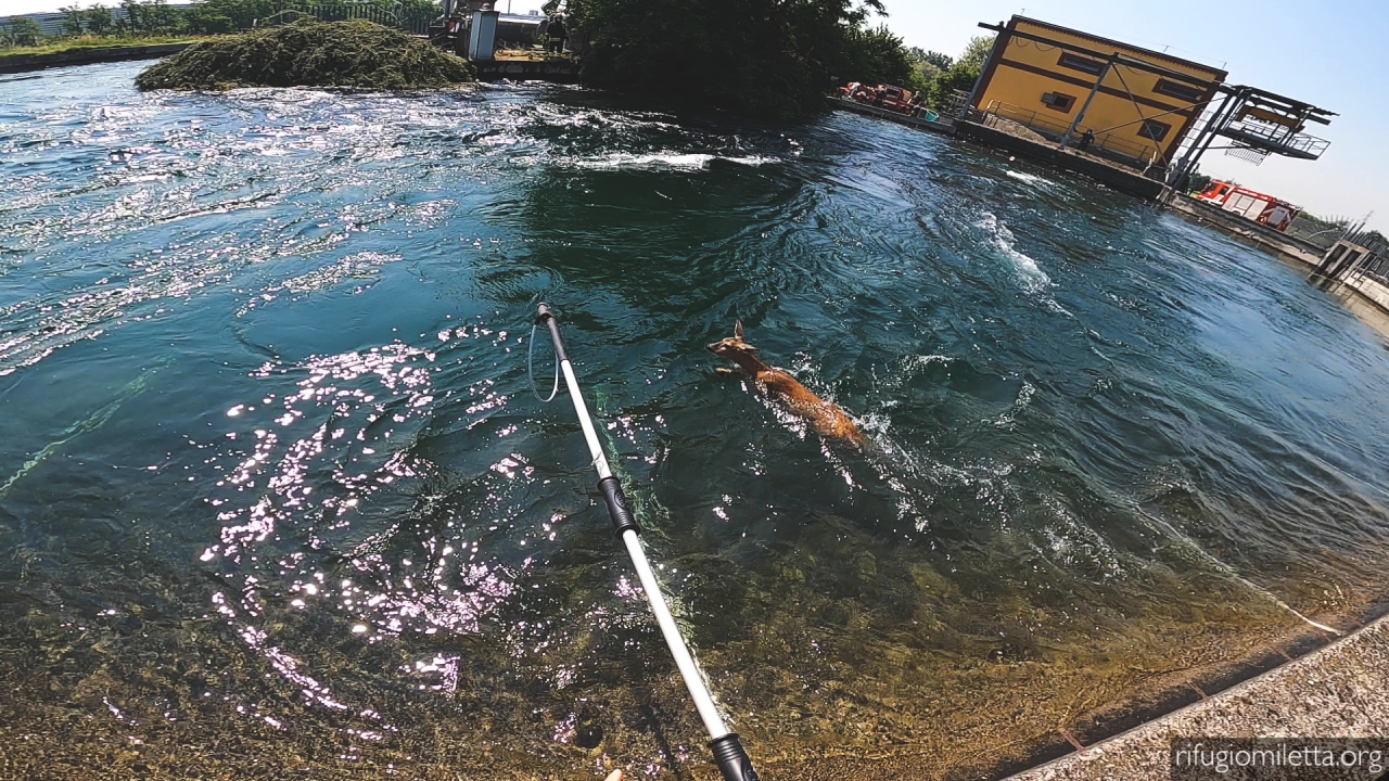 Cameri il salvataggio di una capriola caduta nel canale Regina VIDEO e FOTO