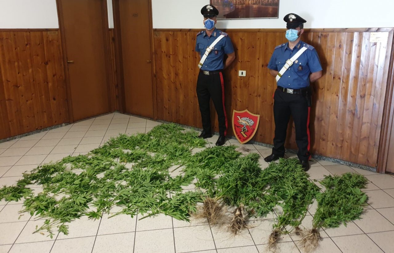 Coltivava cannabis tra i fiori di montagna: 56enne denunciato