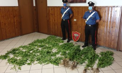 Coltivava cannabis tra i fiori di montagna: 56enne denunciato