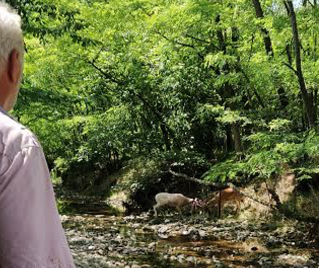 Due daini salvati a Suno dagli agenti della polizia provinciale