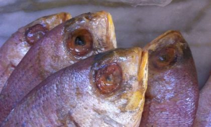 Novara via Manzoni: 28kg di pesce in pessime condizioni, multato esercizio etnico