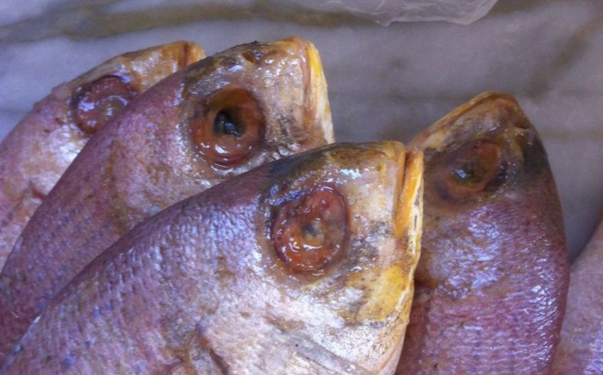 Novara via Manzoni: 28kg di pesce in pessime condizioni, multato esercizio etnico