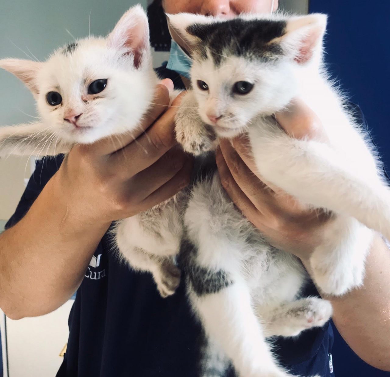 Gattino di due mesi cerca casa